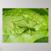Green Cricket Camouflage Print Poster (Vorne)