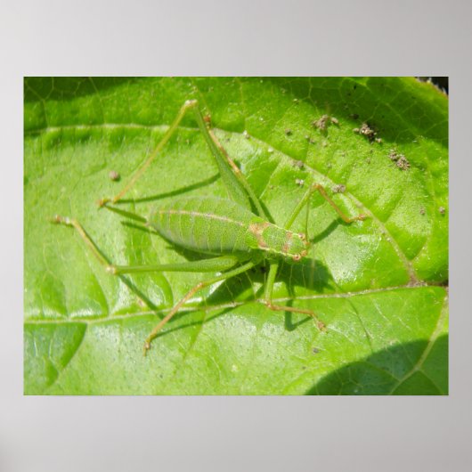 Green Cricket Camouflage Print Poster (Vorne)