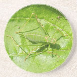 Green Cricket Camouflage Untersetzer