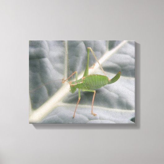 Green Cricket Macro Canvas Print Leinwanddruck (Vorderseite)
