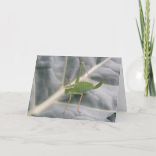 Green Cricket Macro Grußkarte Karte