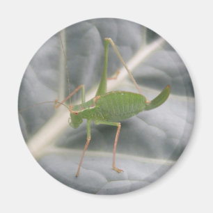 Green Cricket Macro Magnet