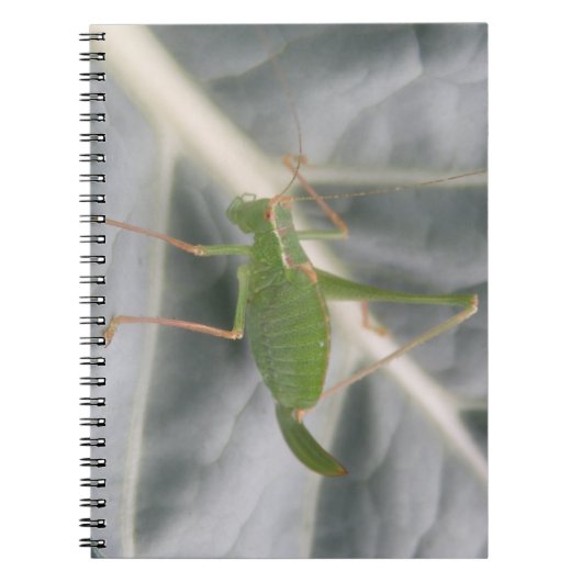 Green Cricket Macro Notebook Notizblock (Vorderseite)