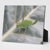 Green Cricket Macro Plaque Fotoplatte (Seite)