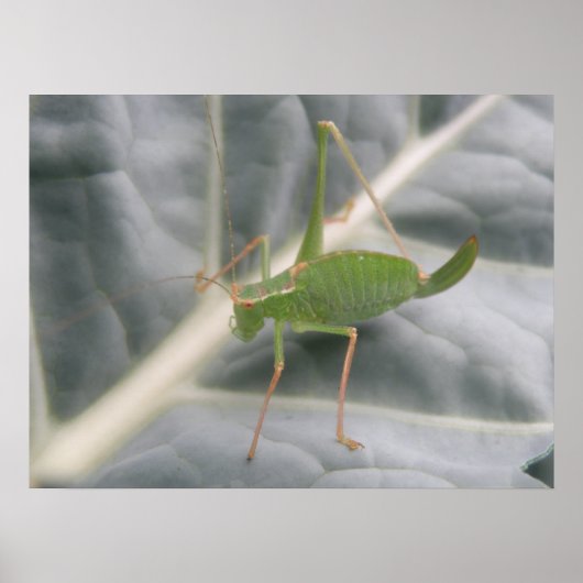 Green Cricket Macro Print Poster (Vorne)
