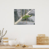 Green Cricket Macro Print Poster (Küche)