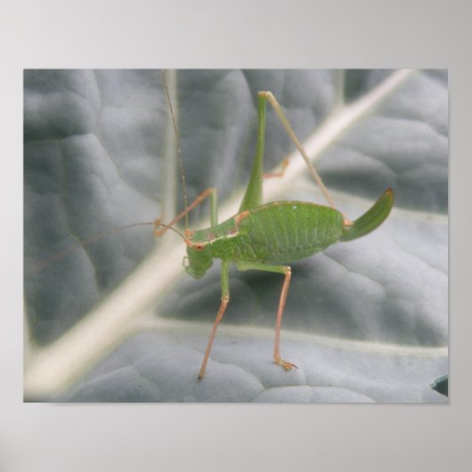 Green Cricket Macro Print Poster (Vorne)