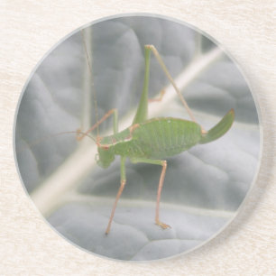 Green Cricket Macro-Untersetzer Untersetzer
