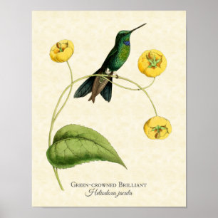 Green Crowned Brilliant Hummingbird Art Print Poster