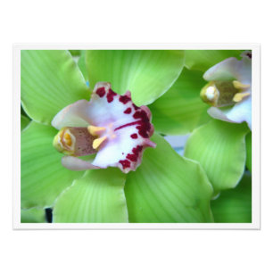 Green Cymbidium Orchids Fotodruck