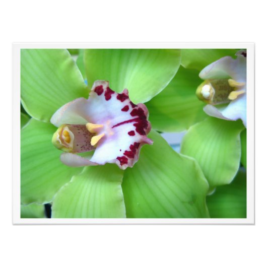 Green Cymbidium Orchids Fotodruck (Vorne)