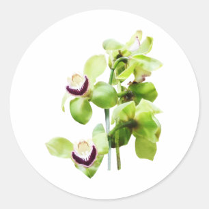 Green Cymbidium Orchids Runder Aufkleber
