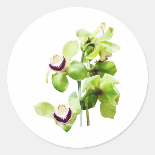 Green Cymbidium Orchids Runder Aufkleber (Vorderseite)