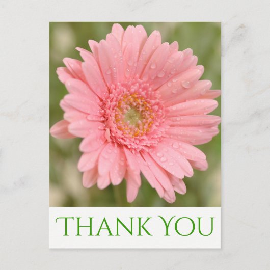 Green Danke Pink Gerbera Daisy Blume Postkarte (Vorderseite)