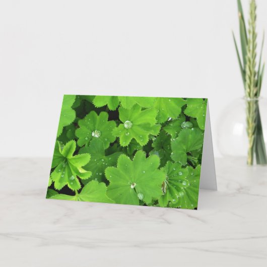 Green Dewdrops Card Karte (Vorderseite)