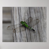 Green Dragon Poster (Vorne)