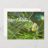 Green Dragonfly HELLO Postkarte (Vorne/Hinten)