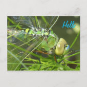 Green Dragonfly HELLO Postkarte (Vorderseite)