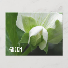 GREEN Erbsen Pea Blossom Zollformblatt Postkarte