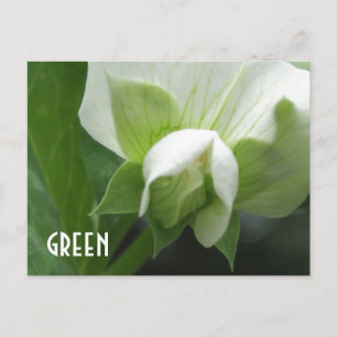 GREEN Erbsen Pea Blossom Zollformblatt Postkarte