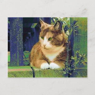 GREEN EYES POSTCARDS POSTKARTE