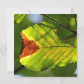 Green Fall Leaf (Vorderseite)