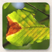 Green Fall Leaf Getränkeuntersetzer (Vorderseite)