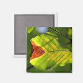 Green Fall Leaf Magnet (Vorderseite/Rückseite)