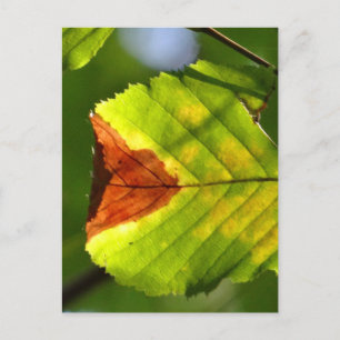 Green Fall Leaf Postkarte
