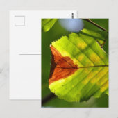 Green Fall Leaf Postkarte (Vorne/Hinten)