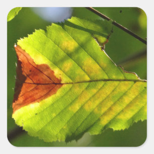Green Fall Leaf Quadratischer Aufkleber