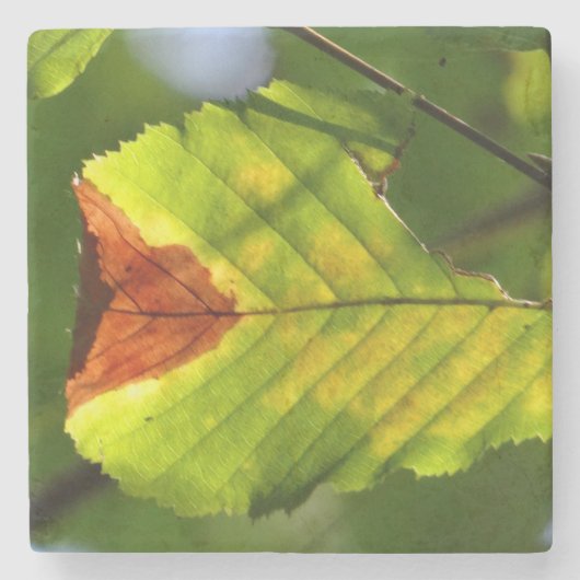 Green Fall Leaf Steinuntersetzer (Vorderseite)