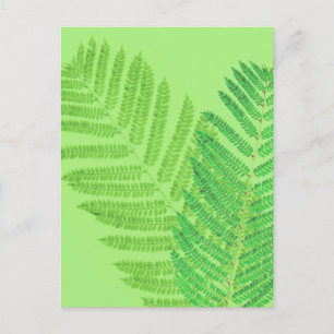 Green Fern Postkarte