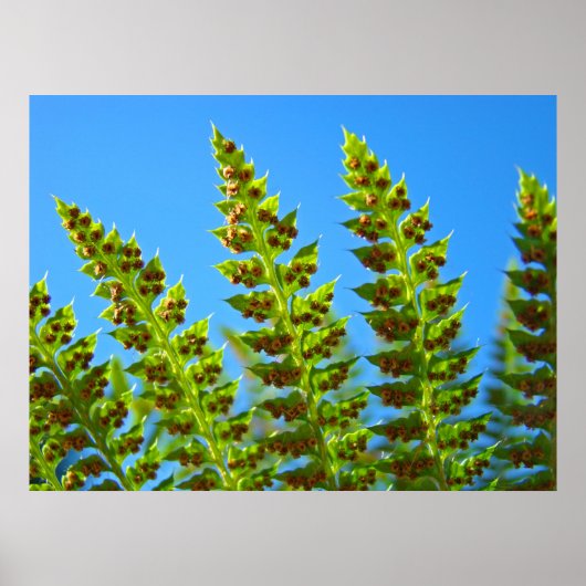 Green Fern Verlasse Kunstdrucke Blue Sky Nature Ge Poster (Vorne)