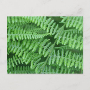 Green Ferns Nature Postkarte