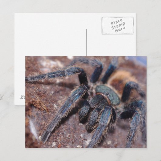 Green Flasche Blue Post Card Postkarte (Vorne/Hinten)