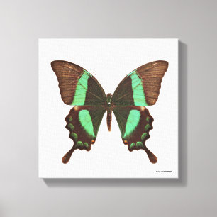 Green Frack Butterfly Leinwanddruck