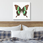 Green Frack Butterfly Leinwanddruck (Insitu (Schlafzimmer))