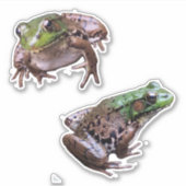 Green Frog Fotos Aufkleber (Vorderseite)