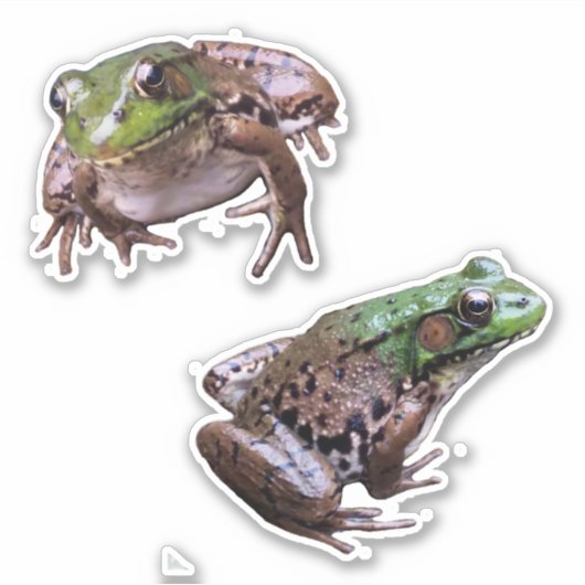 Green Frog Fotos Aufkleber (Vorderseite)