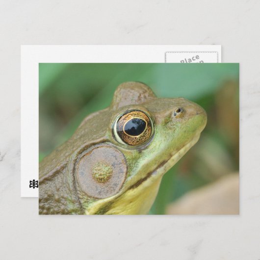 Green Frog Postcard. Postkarte (Vorne/Hinten)
