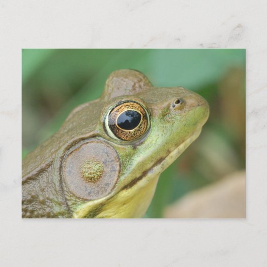 Green Frog Postcard. Postkarte (Vorderseite)