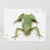 Green-Frog Postkarte (Vorne/Hinten)