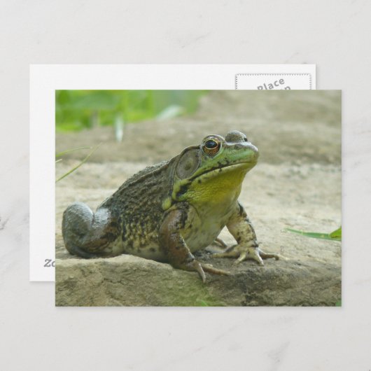 Green Frog. Postkarte (Vorne/Hinten)