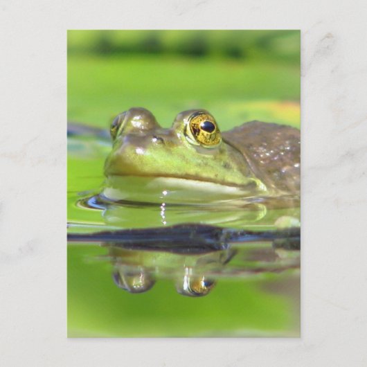 Green Frosch Postcard Postkarte (Vorderseite)