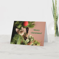 Green Funny Cat Kitten in einem Weihnachtsbaum