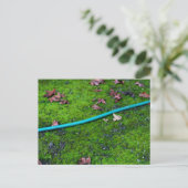 Green Garden Snake Hose Postkarte (Stehend Vorderseite)
