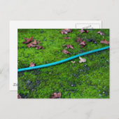 Green Garden Snake Hose Postkarte (Vorne/Hinten)