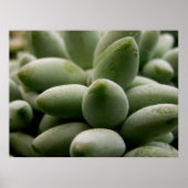 Green Gems Poster (Vorne)