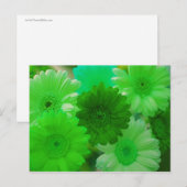 Green Gerbera Daisy Blume Foto Postkarten (Vorne/Hinten)